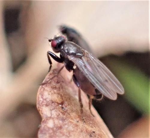 Réf. 318 695 : Copromyzinae inconnu